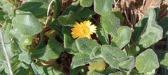 Calendula suffruticosa algarbiensis