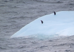 Pygoscelis antarcticus