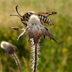 Bembecia ichneumoniformis