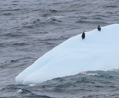 Pygoscelis antarcticus