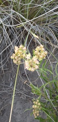 Asclepias mellodora