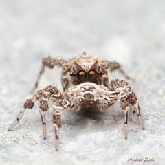 Portia labiata