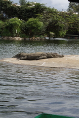 Crocodylus palustris