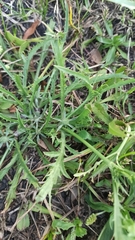 Eryngium echinatum