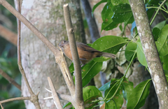 Colluricincla rufogaster