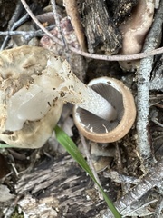 Psathyrella longipes