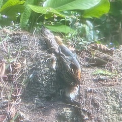 Agama agama