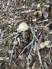 Psathyrella longipes