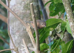 Colluricincla rufogaster