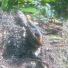 Agama agama