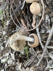 Psathyrella longipes