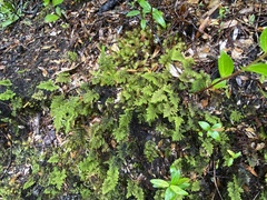 Hymenophyllum dentatum image