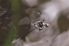 Eurymetra natalensis