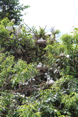 Mycteria leucocephala