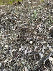 Psathyrella longipes