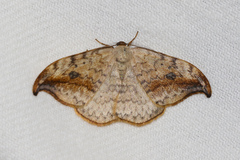Drepana falcataria
