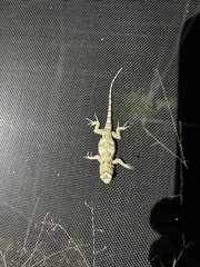 Sceloporus melanorhinus