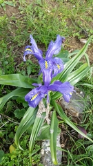 Iris planifolia