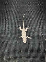 Sceloporus melanorhinus