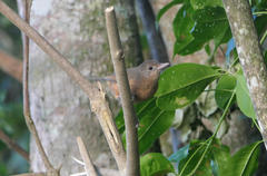 Colluricincla rufogaster