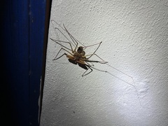 Acanthophrynus coronatus