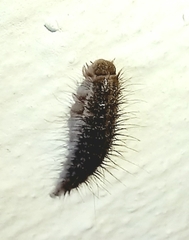 Dermestidae