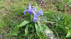 Iris planifolia