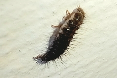 Dermestidae