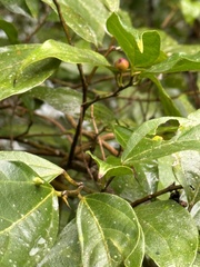 Ficus irisana