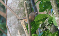 Colluricincla rufogaster