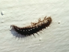 Dermestidae