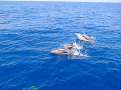 Stenella coeruleoalba