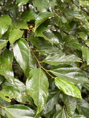 Ficus irisana