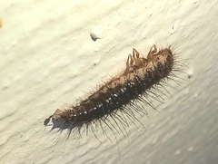Dermestidae