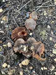 Cortinarius ohlone
