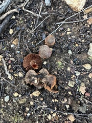 Cortinarius ohlone