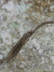 Ameropterus