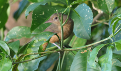 Colluricincla rufogaster