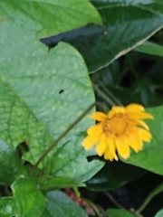 Sphagneticola trilobata