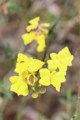 Goodenia decurrens