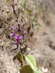 Salvia purpurea