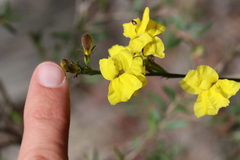 Goodenia decurrens