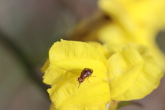 Goodenia decurrens