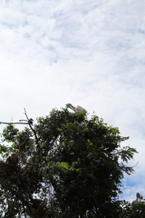 Pelecanus philippensis