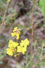 Goodenia decurrens