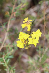 Goodenia decurrens