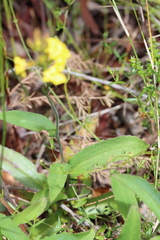 Goodenia decurrens