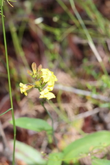 Goodenia decurrens