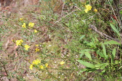 Goodenia decurrens
