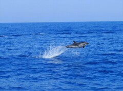 Stenella coeruleoalba